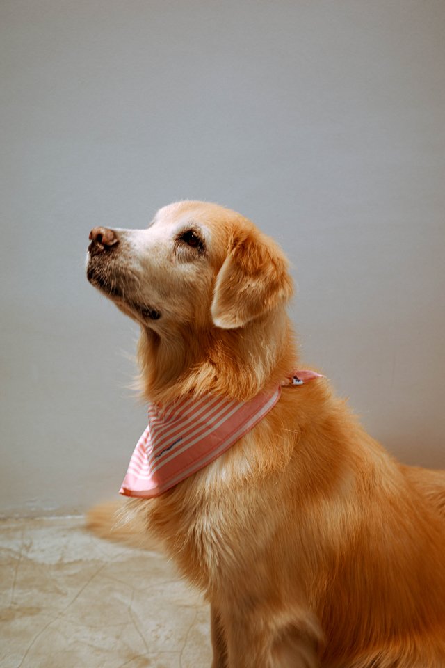 "SSSTRIPED" BANDANA IN PINK