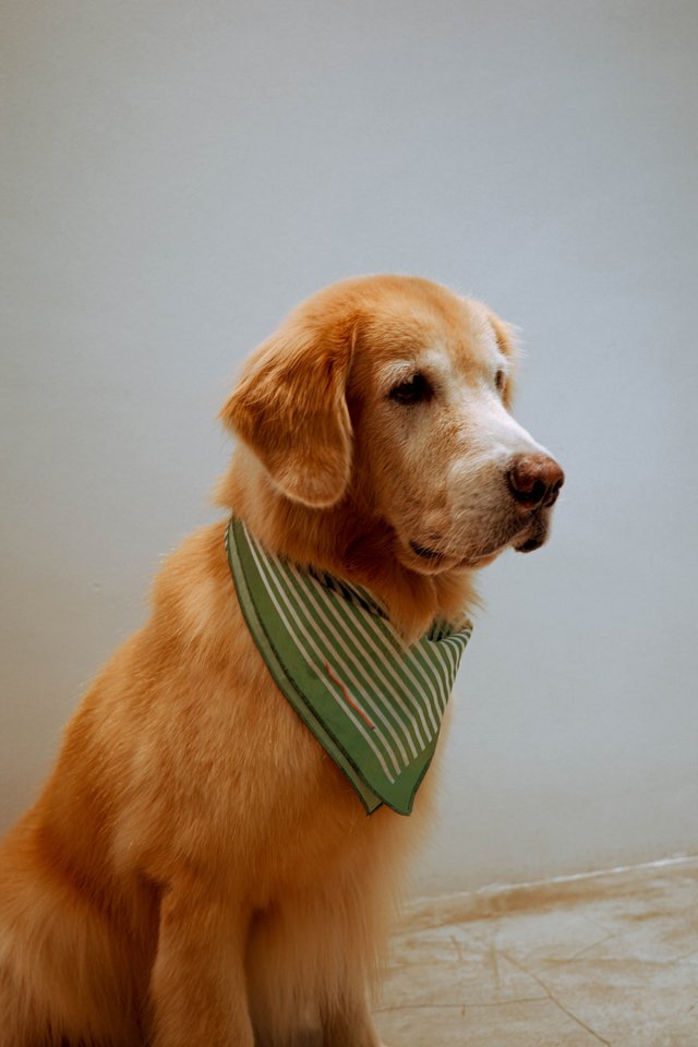 "SSSTRIPED" BANDANA IN FERN